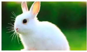 2023年属兔的全年运势 2023年属兔人运势
