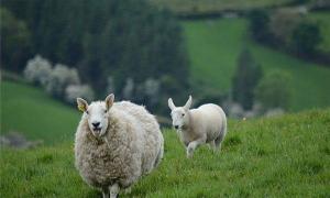 2023年属羊的全年运势 2023年属羊的运势怎么样