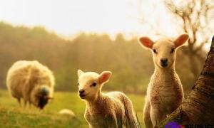2023年属羊人爱情如何(属羊人2023年每月运势)