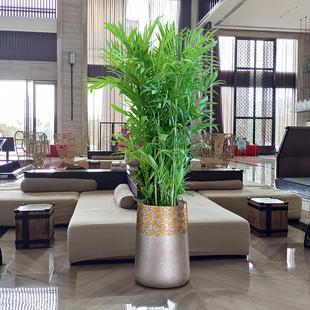 凤尾竹室内盆栽散尾葵客厅大型绿植办公室好养易活的花吸甲醛植物
