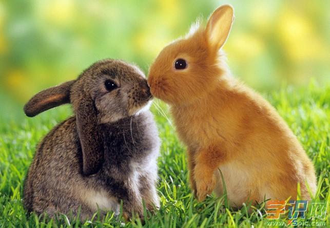 属兔人的爱情