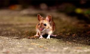 属鼠的今年多少岁了 老鼠最怕三种克星
