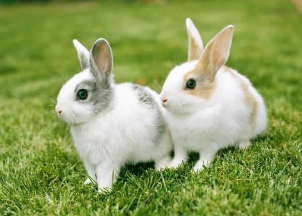 在1999年(己卯年)出生的属兔人,文昌贵人的属相是—— 生肖龙和狗.