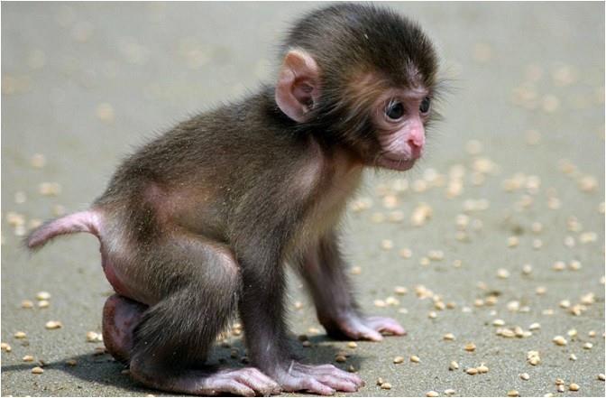 生肖猴以下4个年份出生的猴猴猴天生上等命看看你家有吗