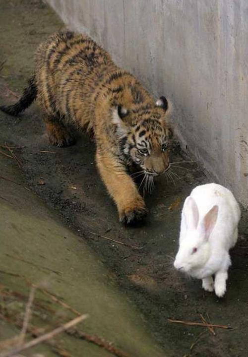 老虎与兔子老虎与兔子属相合不合