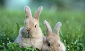 属兔的和什么属相最配 属兔的和什么属相最配,相克相冲