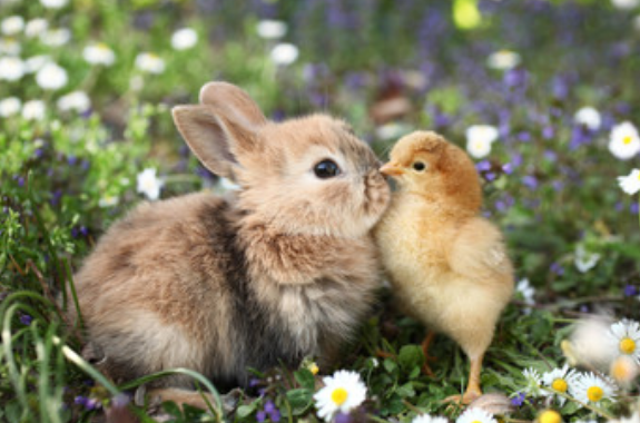 鸡和兔子属相合不合属兔的和属鸡的相配吗