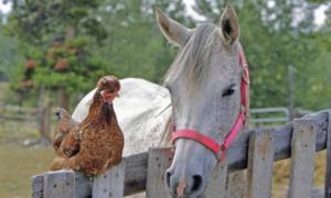 属马的和属鸡的爱情可以吗 属马的和属鸡的可以婚姻