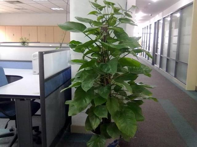 2,办公室植物推荐风水:办公室旺财风水植物都有哪些