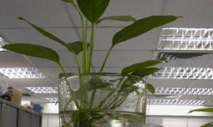 办公室水生植物风水好不好 利于办公室风水的植物