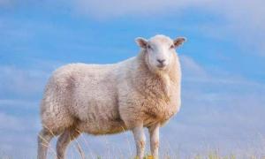今日属羊人运势第一星座属羊人今日运势财运吉日土灵吉日(属羊的今天运势如何呢)