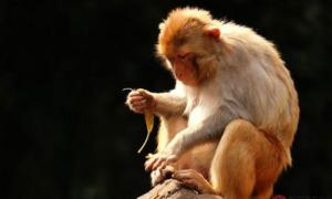 八零年属猴女爱情观怎么样 八零年属猴的婚配