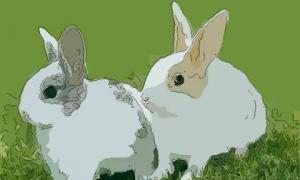 属兔子哪个星座好男人爱情 属兔的人是什么星座男