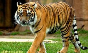 虎和什么动物同种属相相克 虎和什么动物相冲