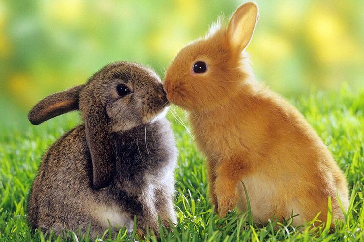 属兔子的今年多大了虚岁2023生肖兔今年几岁