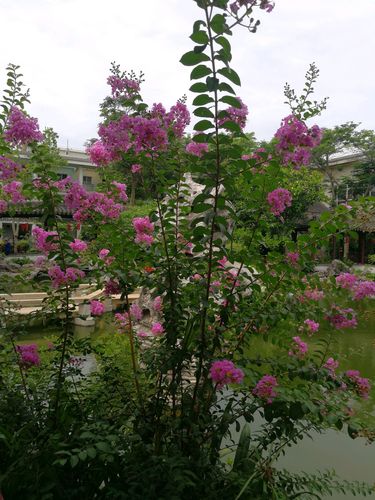 江南城紫薇花第二个特点是品种比较多.