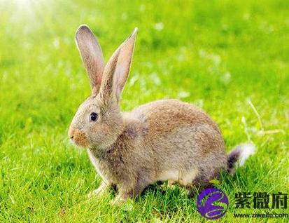 三月出生属兔人的运势三月出生属兔人的性格