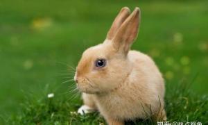 2023属兔运程每月运势 2023年属兔的是什么命