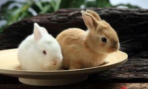 兔子和羊相克的属相是哪一个 兔子和羊相克的属相是哪一个呢