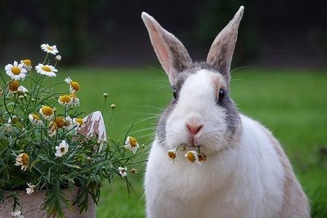 十二生肖中属兔的人在爱情上是什么性格