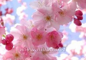 先把春天的气息带给日本人民,每年3月15日至4月15日为日本的