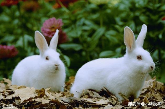 属兔人很含蓄,爱艺术并具有很强的判断力.