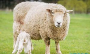 属羊的人2023年运程未羊(2023属羊人全年运势)