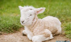 1979年四月出生的属羊的人运势怎么样79年羊4月出生卦无忧