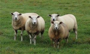 属羊2023年运势及运程 属羊2023年运势及运程女性羊