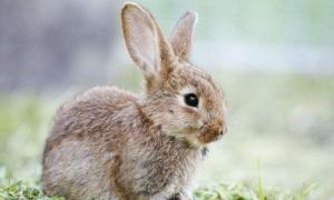 属兔的和什么属相最有性格和谐