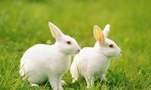 2023年8月属兔的运势 2023年属兔运势运程