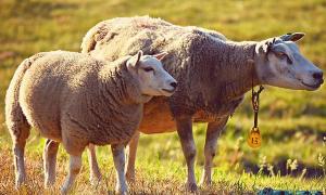 属羊人属羊人;与你命中相克的两个生肖易起争端(属羊的男士与什么属相相克)