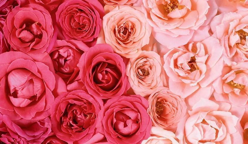 6种玫瑰颜色,选择一种,准确分析你的爱情性格!