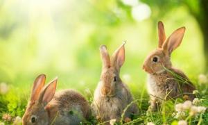 属兔人今年的爱情家庭财运 属兔今年的财运及感情如何
