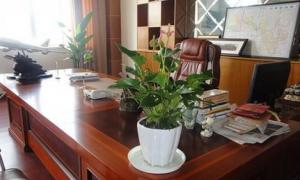办公室盆栽什么植物风水好 办公室放什么盆栽好养又风水好