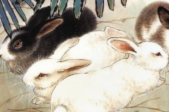 属兔的桃花劫是哪个生肖属兔兔子是十二生肖中最可爱的动物,而且兔子