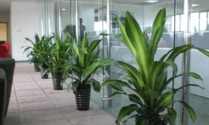 办公室大门外风水植物摆放 办公室风水植物有哪些