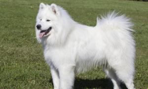 给白色的狗狗起名字女 白色的狗狗一般起什么名字最合适