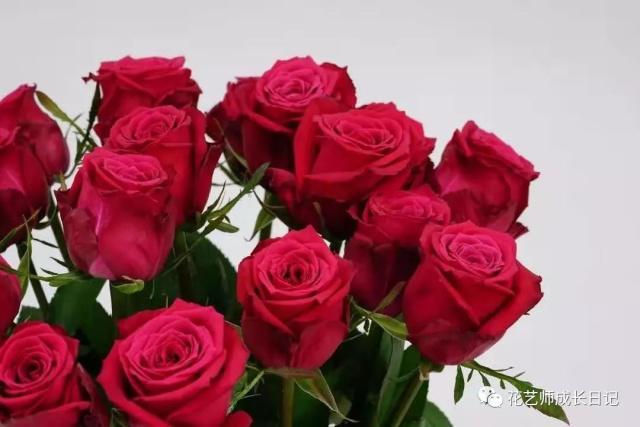 对于有很强色彩和色彩搭配经验的花店店主来说,香格里拉玫瑰在创作中