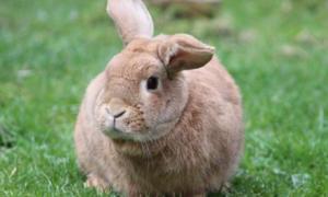 生肖属兔今年多大了 生肖兔的今年多大