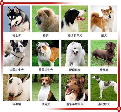 下面这些狗狗抹去名字后你能认出几种, 认出50种以上才敢称行家