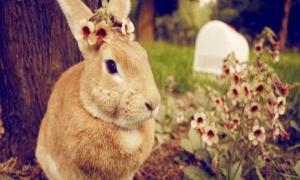 属兔的爱情里的雷区是什么 属兔的爱情里的雷区是什么意思啊