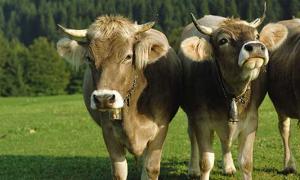 牛和什么属相相冲相克相刑 牛和哪些属相相冲