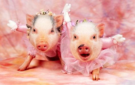 猪和牛相配婚姻如何