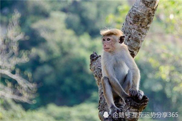 2023生肖猴运势运程 2023年属猴人的全年运势|丑土_网易订阅