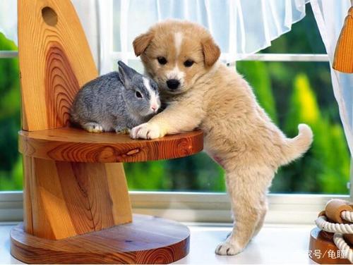 兔宝宝和狗宝宝的亲密合影:我们是一对好朋友!