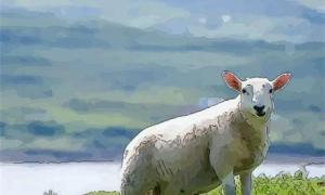 年属羊今年的爱情运势排名 属羊的和属蛇的爱情能长久吗
