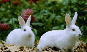 属兔人的真正爱情是什么样的 属兔人的真正爱情是什么样的呢