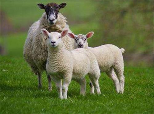 属羊和那个属相最配55年属羊和什么属相最配