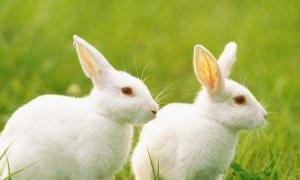 属兔人6月份爱情运势怎么样 属兔六月份运势如何